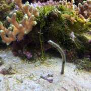 ヒメ日記 2025/08/14 21:42 投稿 園田ねね 西川口デッドボール