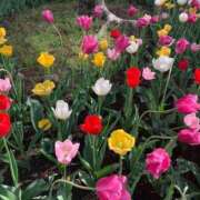 ヒメ日記 2025/04/17 22:01 投稿 あゆな 実録！おとなのわいせつ倶楽部