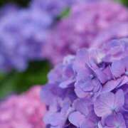 ヒメ日記 2025/06/14 21:42 投稿 雪原ゆうき AJ DOLLS(エージェイドールズ)