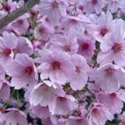 ヒメ日記 2025/04/14 23:31 投稿 桃菜(ももな) 京都泡洗体ハイブリッドエステ