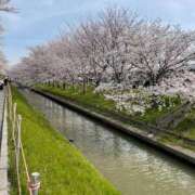 ヒメ日記 2025/04/16 12:04 投稿 桃菜(ももな) 京都泡洗体ハイブリッドエステ