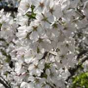 ヒメ日記 2026/04/04 15:00 投稿 ひなの 新大阪秘密倶楽部