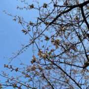 ヒメ日記 2025/04/05 10:48 投稿 福菜(ふくな)奥様 金沢の20代30代40代50代が集う人妻倶楽部