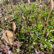 ヒメ日記 2025/04/06 07:18 投稿 福菜(ふくな)奥様 金沢の20代30代40代50代が集う人妻倶楽部