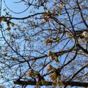 ヒメ日記 2025/04/07 09:18 投稿 福菜(ふくな)奥様 金沢の20代30代40代50代が集う人妻倶楽部