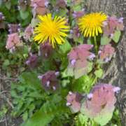 ヒメ日記 2025/04/18 09:33 投稿 福菜(ふくな)奥様 金沢の20代30代40代50代が集う人妻倶楽部