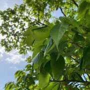 ヒメ日記 2025/05/12 06:18 投稿 福菜(ふくな)奥様 金沢の20代30代40代50代が集う人妻倶楽部