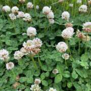 ヒメ日記 2025/05/22 08:42 投稿 福菜(ふくな)奥様 金沢の20代30代40代50代が集う人妻倶楽部