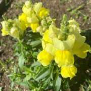 ヒメ日記 2025/06/07 14:42 投稿 福菜(ふくな)奥様 金沢の20代30代40代50代が集う人妻倶楽部