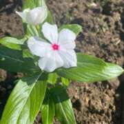 ヒメ日記 2025/06/08 22:18 投稿 福菜(ふくな)奥様 金沢の20代30代40代50代が集う人妻倶楽部