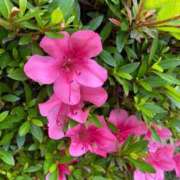 ヒメ日記 2025/06/16 20:18 投稿 福菜(ふくな)奥様 金沢の20代30代40代50代が集う人妻倶楽部