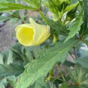 ヒメ日記 2025/08/20 08:15 投稿 福菜(ふくな)奥様 金沢の20代30代40代50代が集う人妻倶楽部