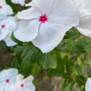 ヒメ日記 2025/09/01 19:48 投稿 福菜(ふくな)奥様 金沢の20代30代40代50代が集う人妻倶楽部