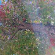 ヒメ日記 2025/11/07 10:18 投稿 福菜(ふくな)奥様 金沢の20代30代40代50代が集う人妻倶楽部