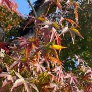 ヒメ日記 2025/11/07 22:03 投稿 福菜(ふくな)奥様 金沢の20代30代40代50代が集う人妻倶楽部