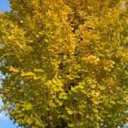 ヒメ日記 2025/11/13 13:18 投稿 福菜(ふくな)奥様 金沢の20代30代40代50代が集う人妻倶楽部