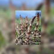 ヒメ日記 2026/03/26 06:48 投稿 福菜(ふくな)奥様 金沢の20代30代40代50代が集う人妻倶楽部