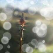 ヒメ日記 2026/04/13 06:27 投稿 福菜(ふくな)奥様 金沢の20代30代40代50代が集う人妻倶楽部