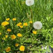 福菜(ふくな)奥様 helpme💔 金沢の20代30代40代50代が集う人妻倶楽部