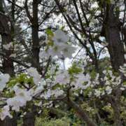 ヒメ日記 2025/04/08 15:28 投稿 まな 新橋ハートクリニック（シンデレラグループ）