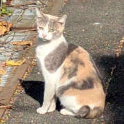 しん 🐈‍⬛🐾 折り紙 ORIGAMI