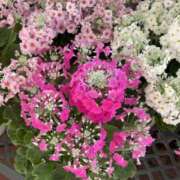 ヒメ日記 2025/02/14 19:27 投稿 るか MIKADO