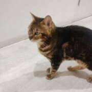 ヒメ日記 2025/12/16 10:00 投稿 ちせ ぷりぷりプリン つくば店