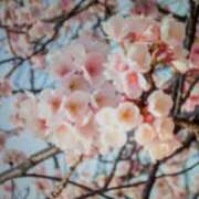 ヒメ日記 2025/03/14 08:12 投稿 こころ 完熟ばなな川崎