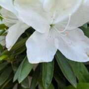 ヒメ日記 2025/04/12 10:26 投稿 こころ 完熟ばなな 横浜