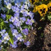 ヒメ日記 2025/04/16 08:13 投稿 こころ 完熟ばなな 横浜