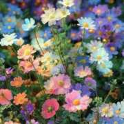 ヒメ日記 2026/04/09 22:17 投稿 琴音きこ セレブ嬉野