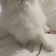 ヒメ日記 2026/09/01 15:38 投稿 ♡りり♡ アイコレクション女学院