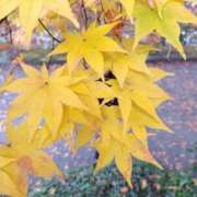 かのん パイの日 ぼいんWORK