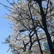 南野 🌸さくら桜🌸 ミセスの手ほどき