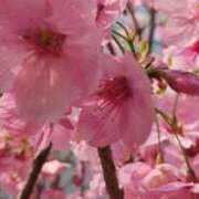 ヒメ日記 2025/04/05 07:33 投稿 一宮さくら 彩タマンサ（埼玉ハレ系）