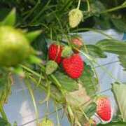 ヒメ日記 2025/05/09 12:04 投稿 一宮さくら 彩タマンサ（埼玉ハレ系）