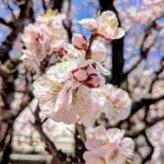 ヒメ日記 2026/03/01 09:03 投稿 一宮さくら 彩タマンサ（埼玉ハレ系）