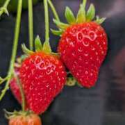 ヒメ日記 2026/04/08 12:05 投稿 一宮さくら 彩タマンサ（埼玉ハレ系）