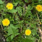 ヒメ日記 2025/04/16 21:31 投稿 みう ドマーニ