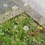 ヒメ日記 2025/04/22 08:03 投稿 みう ドマーニ