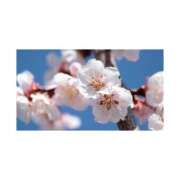 ヒメ日記 2025/02/26 16:34 投稿 まいな ハニープラザ（ユメオト）