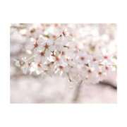 ヒメ日記 2025/03/15 17:14 投稿 まいな ハニープラザ（ユメオト）