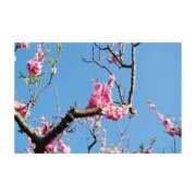 ヒメ日記 2025/03/24 11:58 投稿 まいな ハニープラザ（ユメオト）