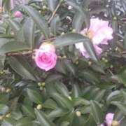 ヒメ日記 2024/12/06 13:55 投稿 はる 横浜おかあさん