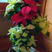 ヒメ日記 2024/12/19 14:55 投稿 はる 横浜おかあさん