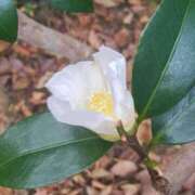 ヒメ日記 2024/12/20 22:56 投稿 はる 横浜おかあさん