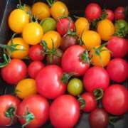 ヒメ日記 2024/12/31 10:15 投稿 はる 横浜おかあさん