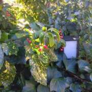 ヒメ日記 2025/01/09 07:57 投稿 はる 横浜おかあさん