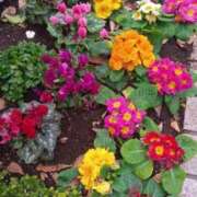 ヒメ日記 2025/01/19 16:15 投稿 はる 横浜おかあさん