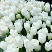 ヒメ日記 2025/03/13 12:45 投稿 はる 横浜おかあさん